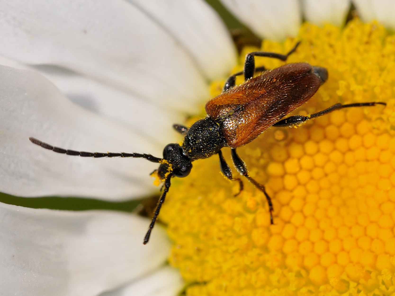 Pseudovadonia livida (Cerambycidae)